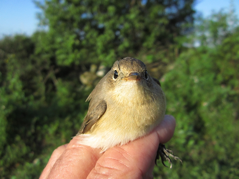 Red-breasted flycatcher, Sundre 20120829